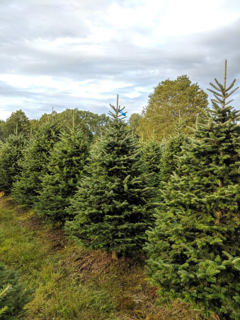 row of christmas trees